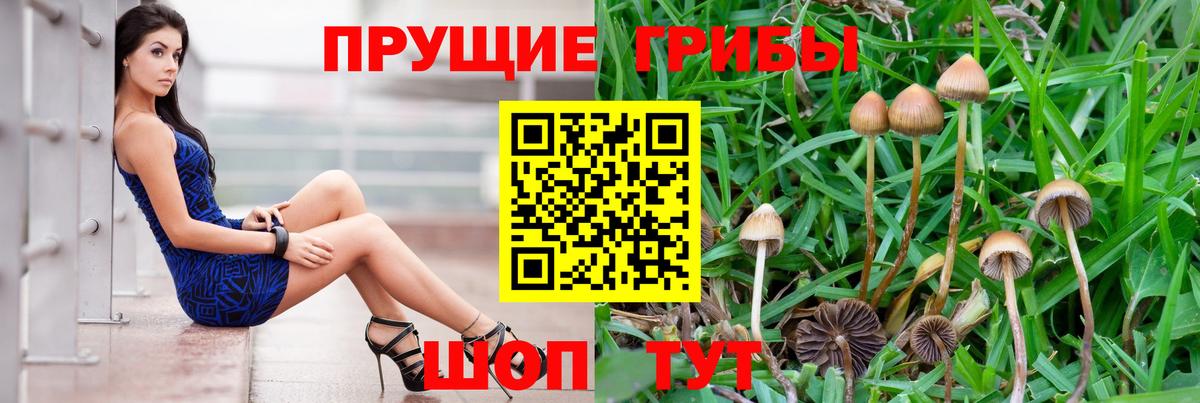 Псилоцибиновые грибы Psilocybe Усть-Илимск